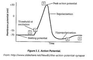 Action Potentil Graph